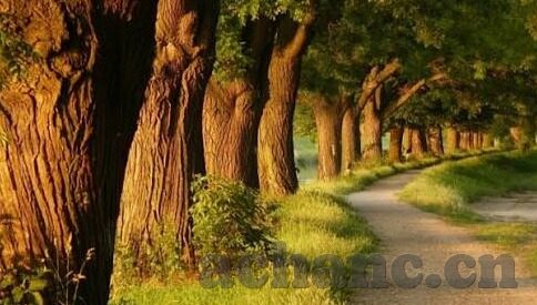丁香婷婷在线中文字幕综合-丁香婷婷，在线中文字幕的魅力与影响